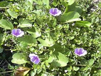 Boerhaavia diffusa